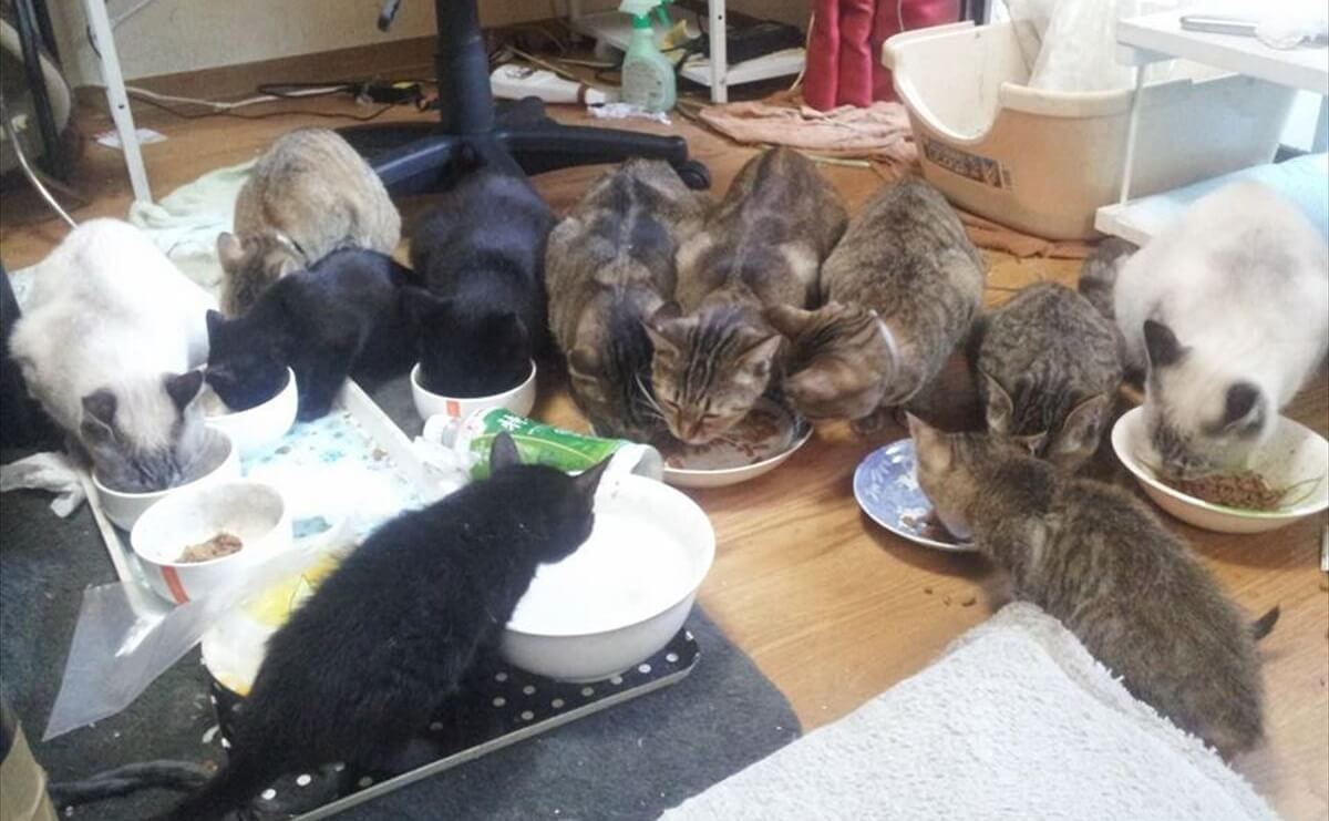 ぬこ家食事風景