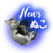 Newsぬこ