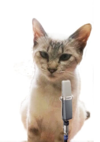 Newsキャスターぬこ