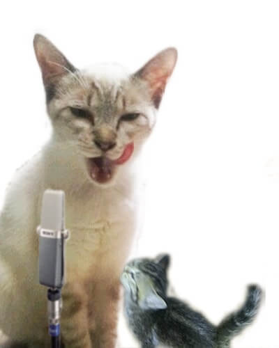 コメンテーター白