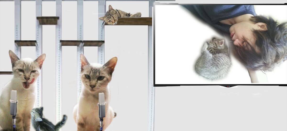 Newsぬこ放送局Nスタジオ